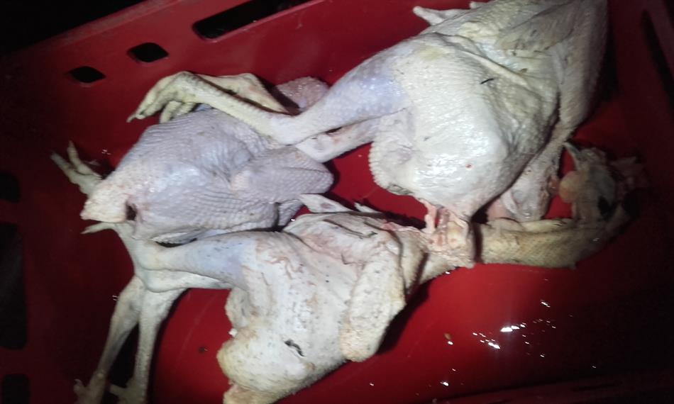 2019-2-19-101420190130_231448 (003).jpg